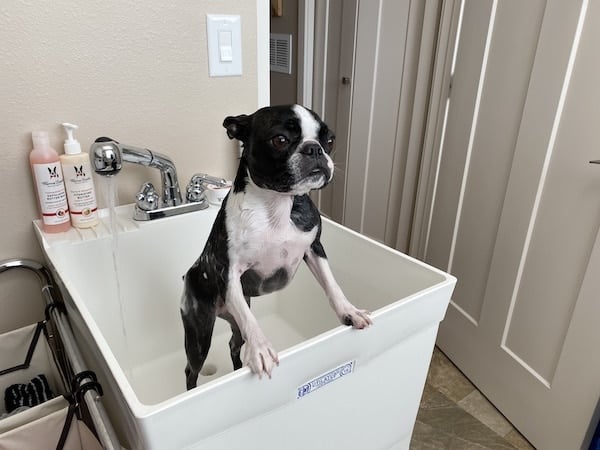 Dog stands up with paws on edges of wash basin, ready for bath