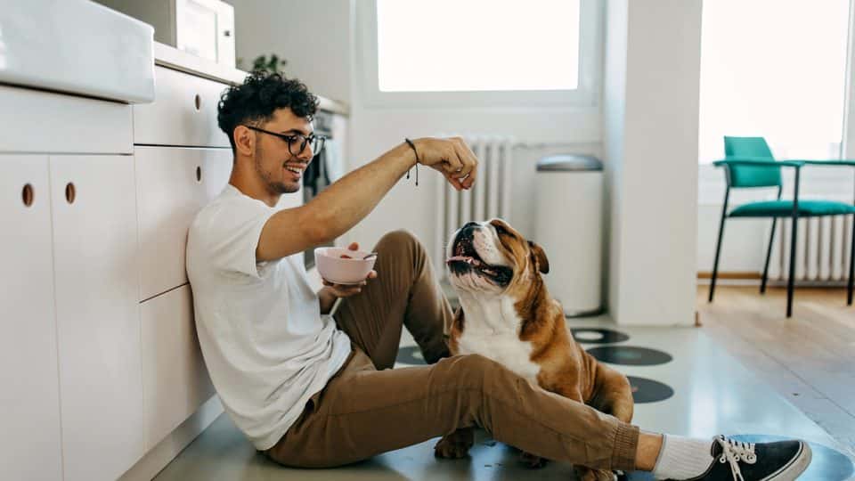 Young man wearing white t-shirt and chinos sits on the kitchen floor and shares food with his english bulldog