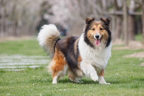 Purebred Shetland Sheepdog outdoors in grass meadow