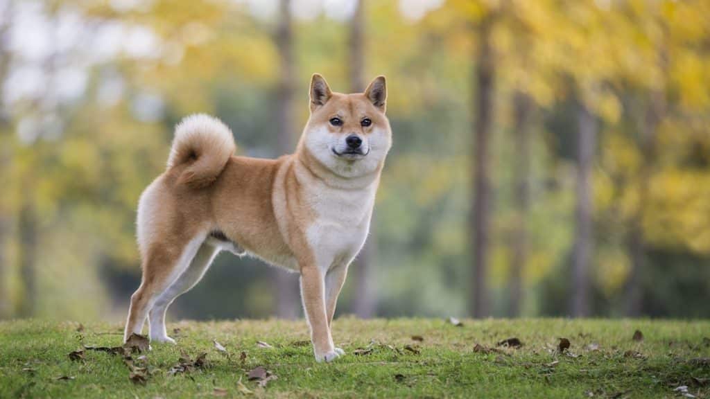 Shiba Inu standing in grassy park with trees in background