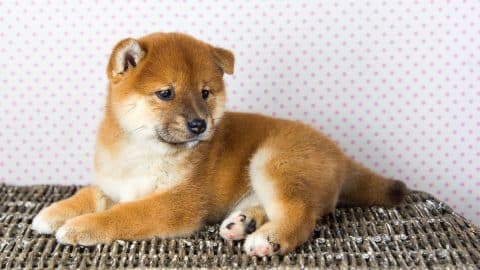 Shiba Inu puppy sitting on basket against white dot background