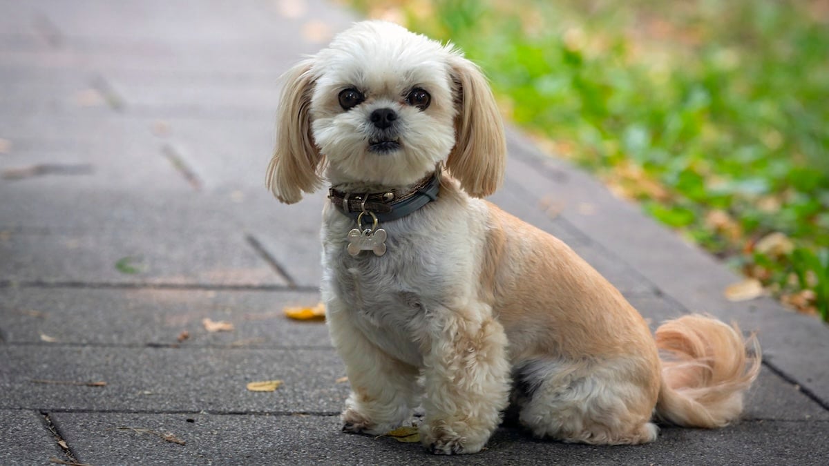 Shih Tzu sitting attentively on pavement, looking at camera