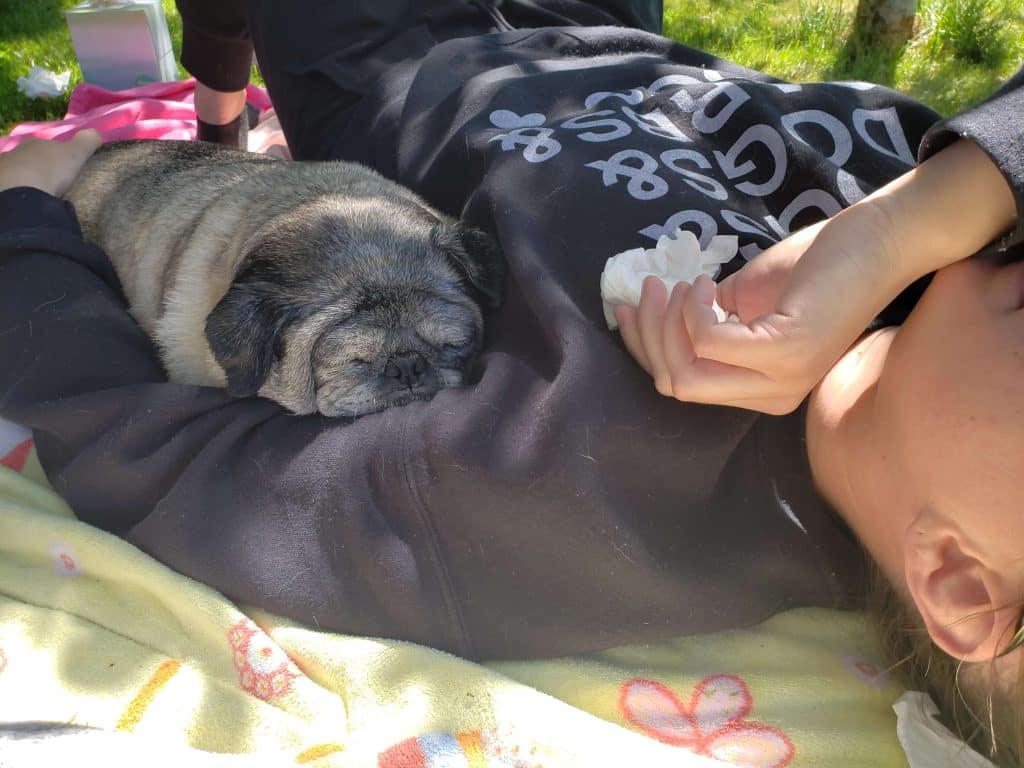 An old pug sleeping soundly in her crying pet parent's arms