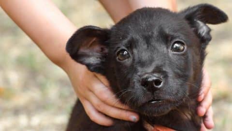 Black puppy in child's hands on the lawn