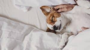 cute small dog lying on bed with her human