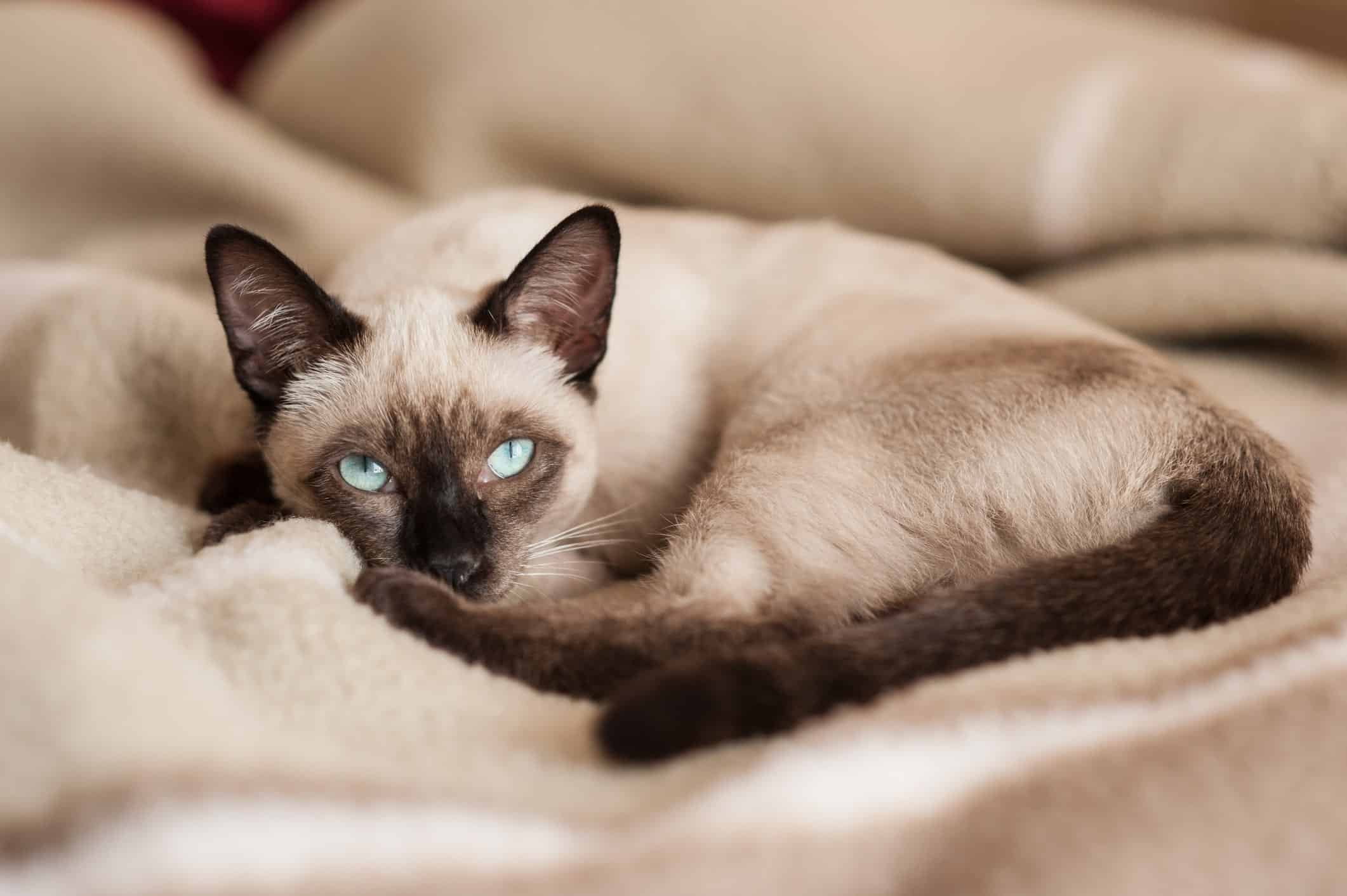 Siamese cat with asthma