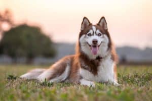 Siberian Husky lying in grass at park at sunset