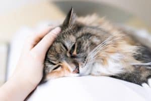 Cat is sick and laying down