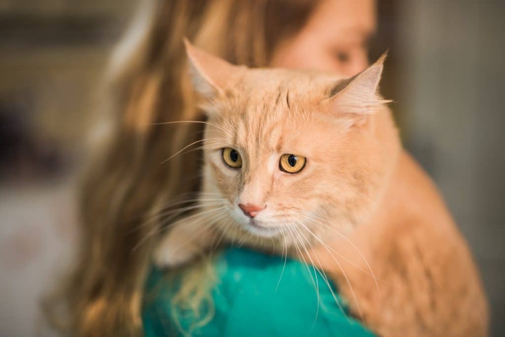 Precioso gato de raza Maine Coon en su visita al veterinario.