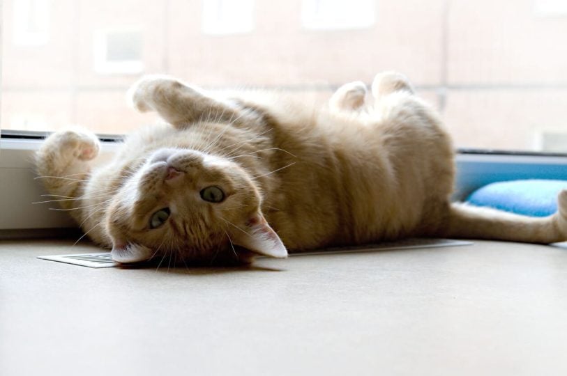 Cat lying by window showing belly