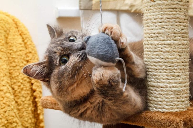 Cat playing with ball on cat tree