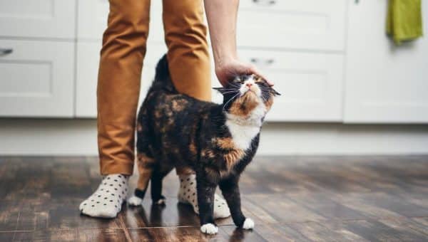 Happy cat rubbing against person's legs