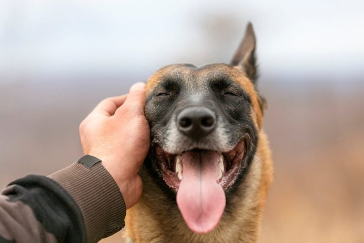 Glücklicher Hund mit heraushängender Zunge wird gestreichelt