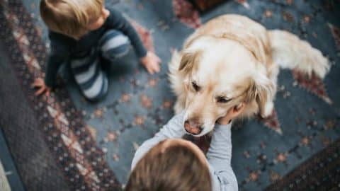 High angle view of small siblings cuddling their golden retriever on carpet at home