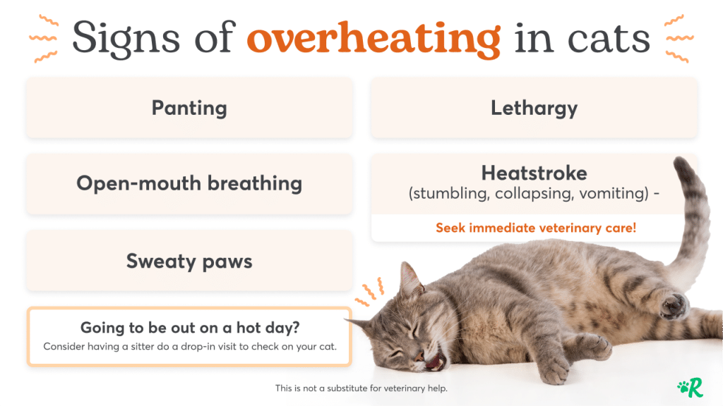 Signs of overheating in cats include panting, lethargy, open-mouth breathing, sweaty paws, and heatstroke.