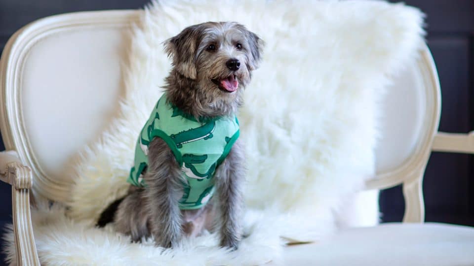 Grey dog in cute green sweater sitting on a white chair.