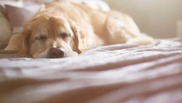A golden retriever is asleep on the family bed