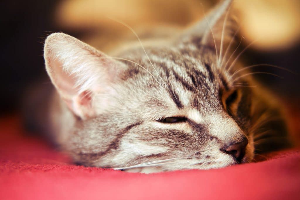 Cat falls asleep on a red sofa, close-up portrait. Male cat with green eyes slightly open