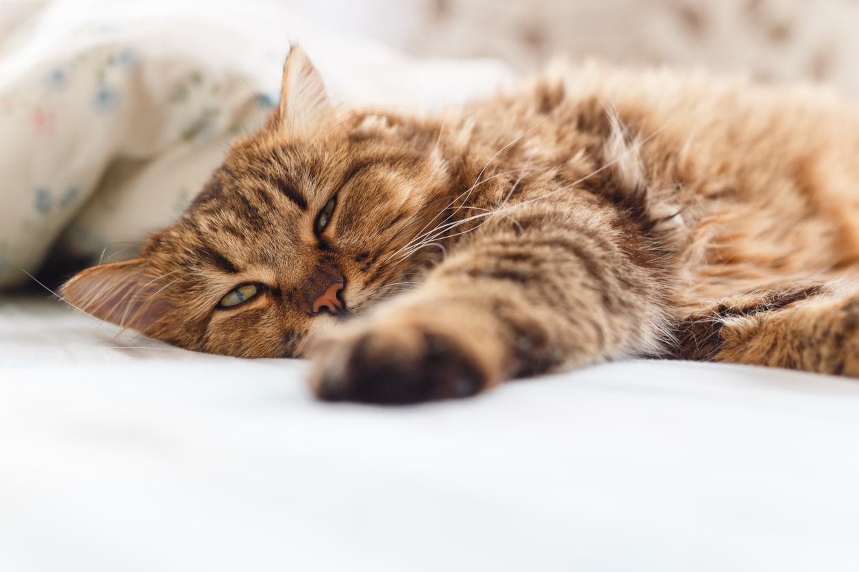 Diarrhée chez le chat Ce qui la provoque et comment l