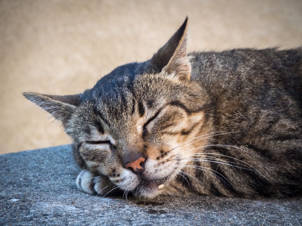 retrato de un gato babeando felizmente mientras duerme