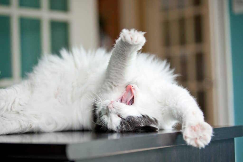 A white long hair cat yawning and stretching.
