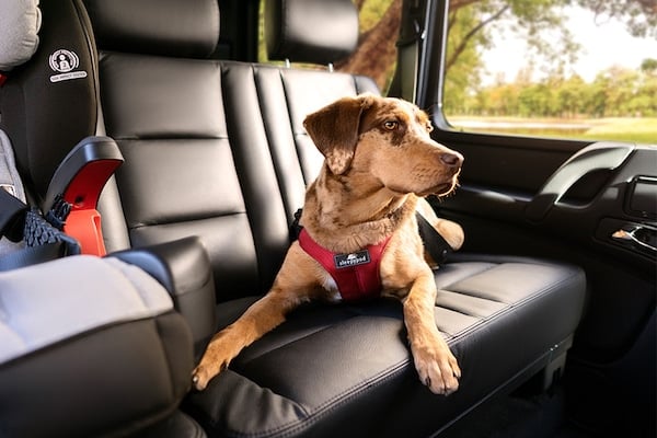 Dog sits in car wearing SleepyPod harness.