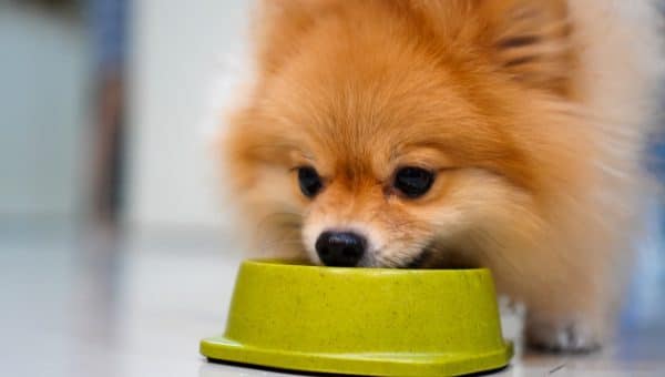 Close up of Pomeranian eating from a bowl