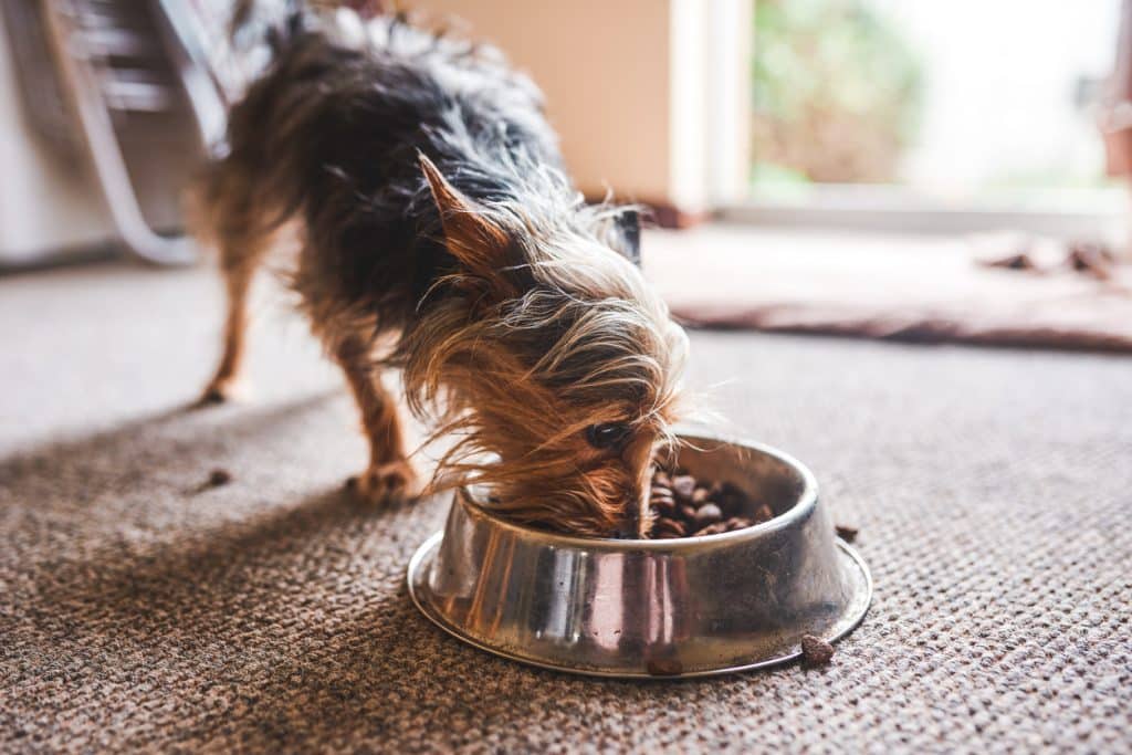 Foto de un adorable perro comiendo comida de su cuenco