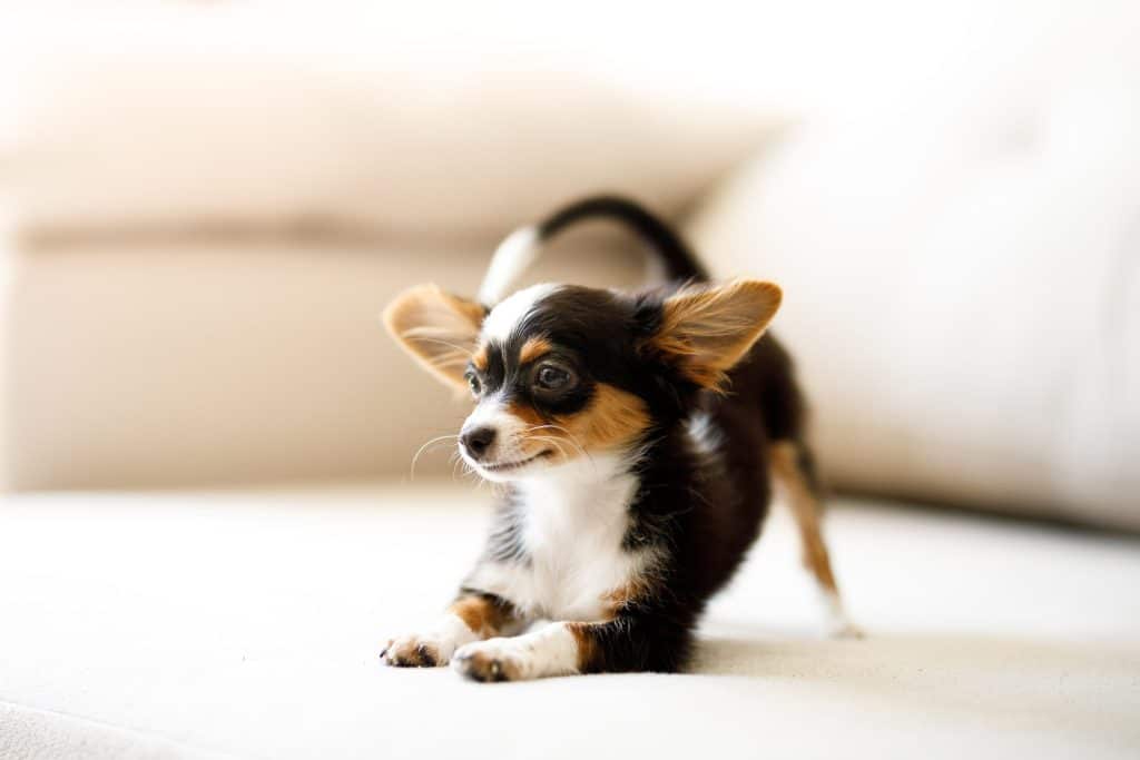 A growing Chihuahua stretching out