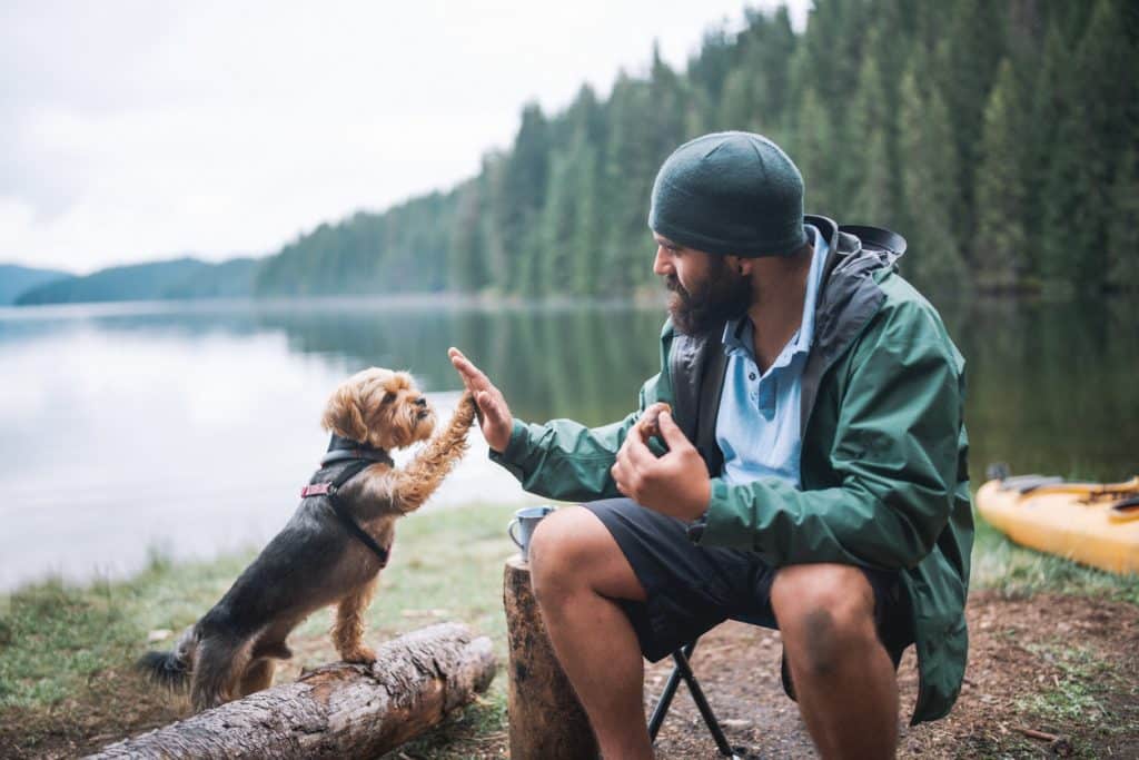 Cute little terrier dog giving high five to his owner at a camping