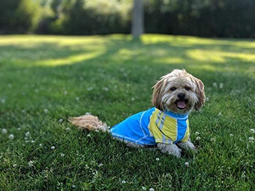 Small dog in colorful sun shirt, sitting on lawn