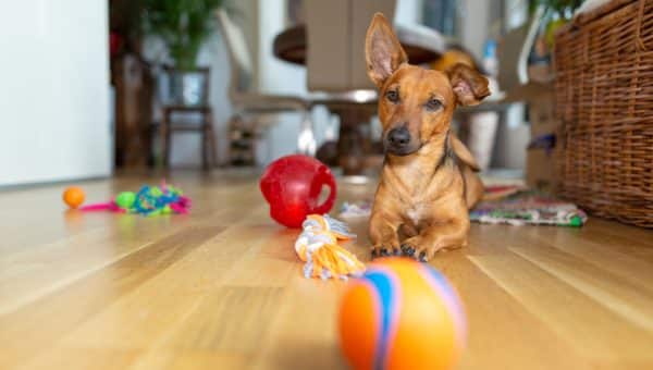 small dog lying on wood floor with toys scattered around