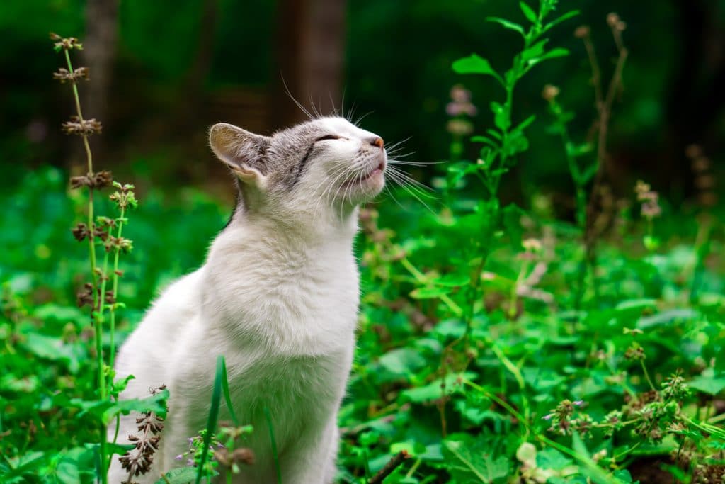 A light colored cat sitting on the grass and sniffing