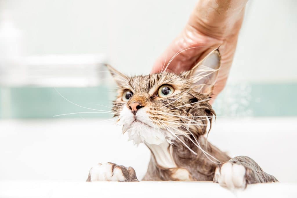 Dueño bañando a un gato que huele mal