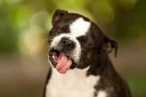 Stinky dog making a gross face