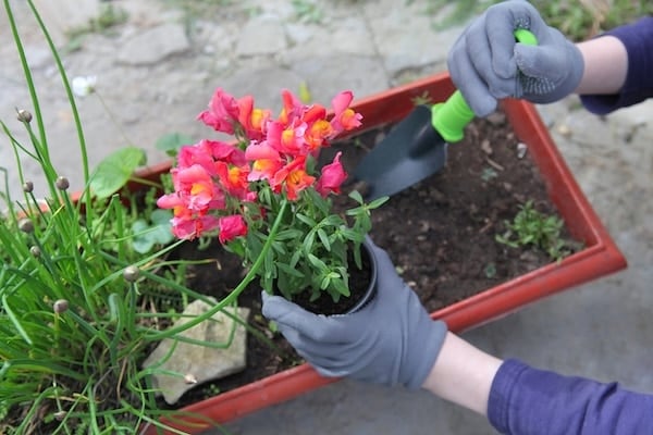 Person potting snap dragons in flower pot
