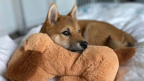 Small brown dog with Snuggle Puppy plush toy