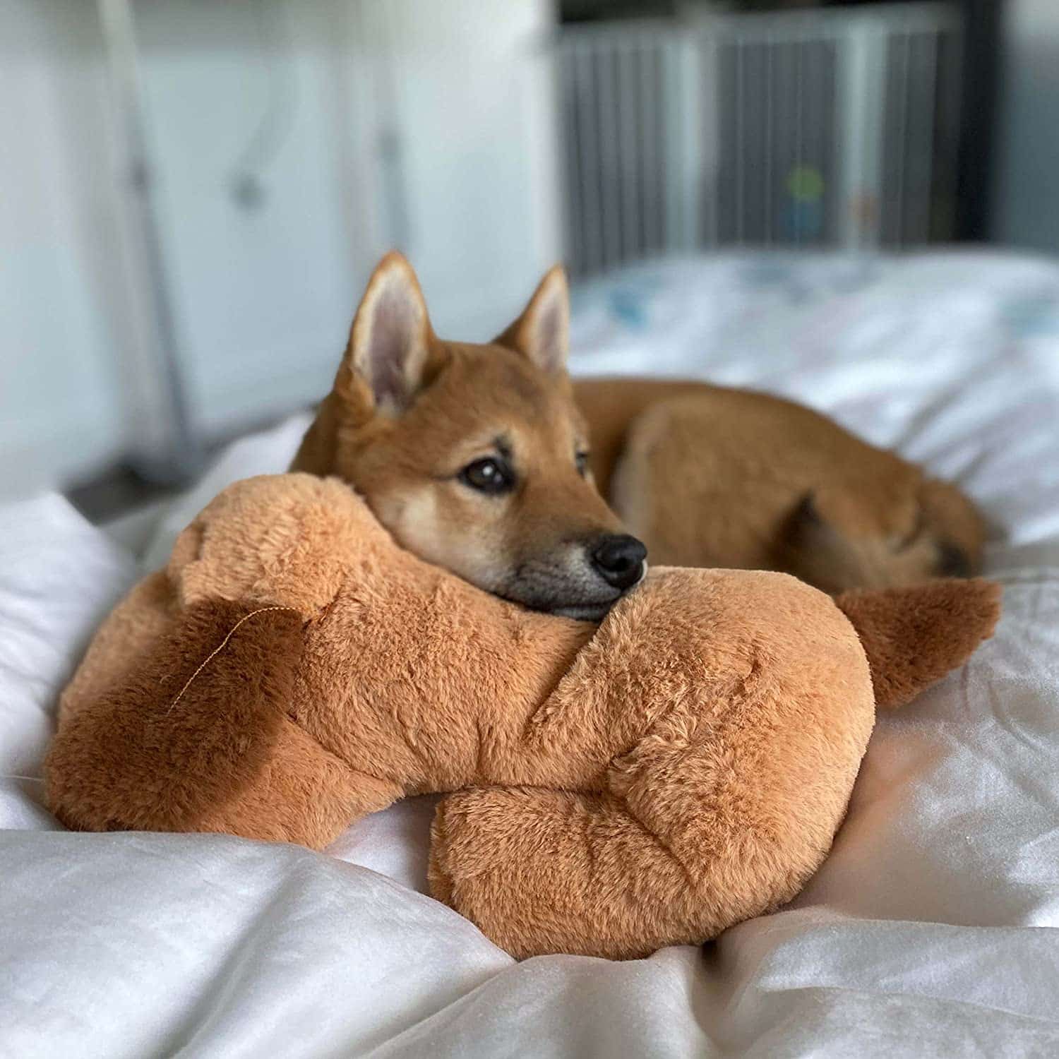 Small brown dog with Snuggle Puppy plush toy