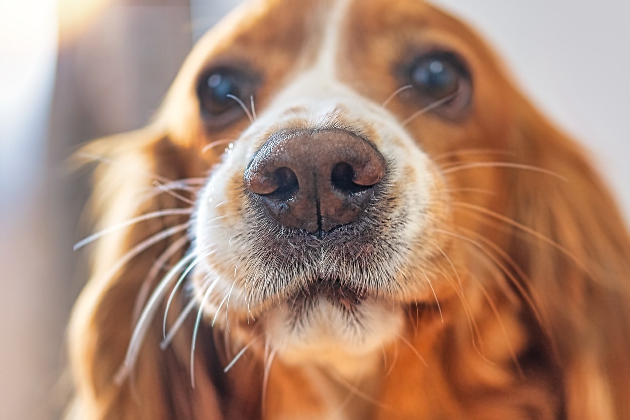 Why Are Dog Noses Wet? 5 Causes & Health Indicators