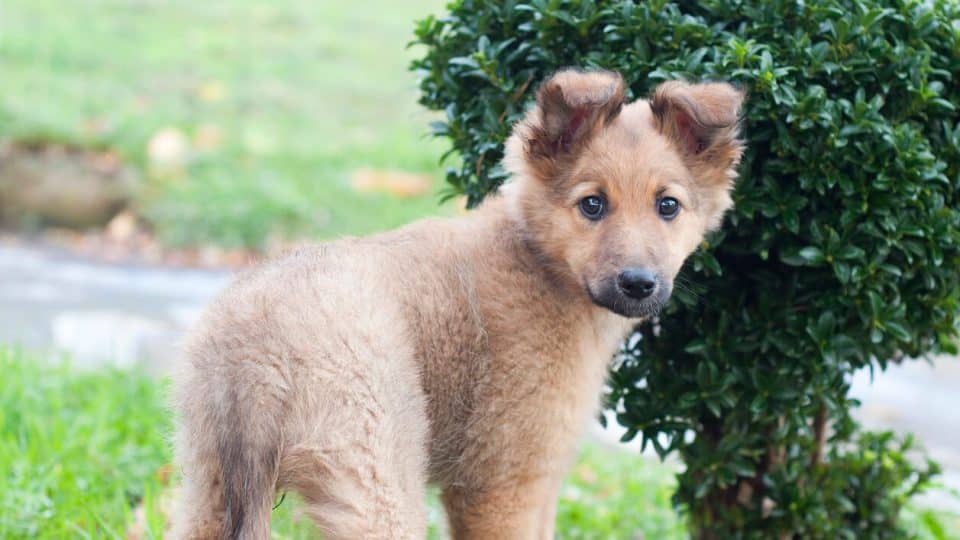 Basque Shepherd puppy in a field with a tree