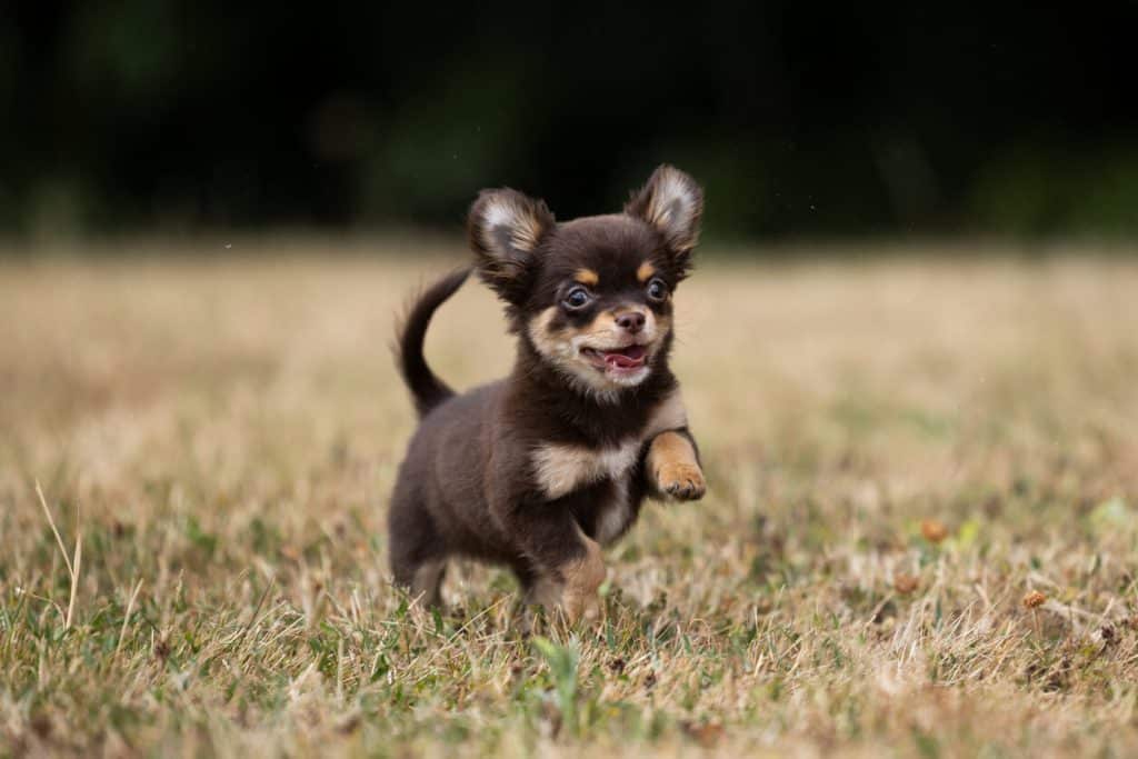 Black and brown Chihuahua in field of grass