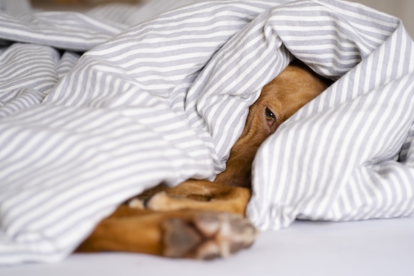 Dog hiding under blanket