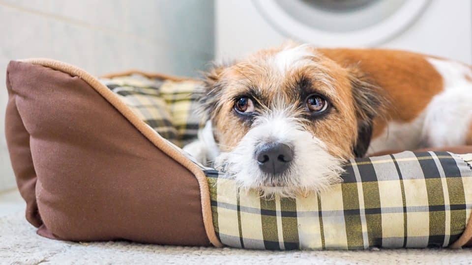 Anxious dog peers out from bed