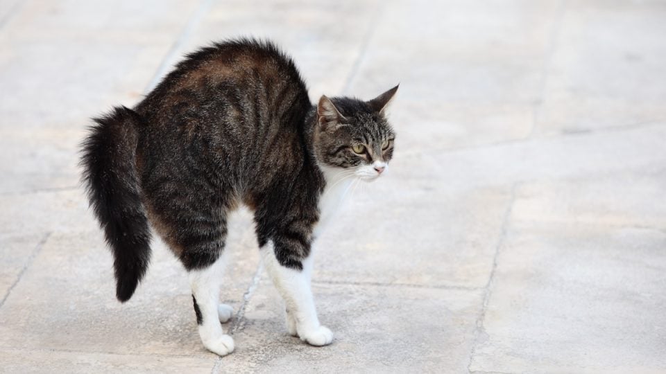 cat puffed up with aggression