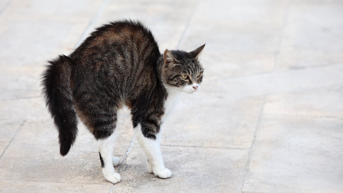 cat puffed up with aggression