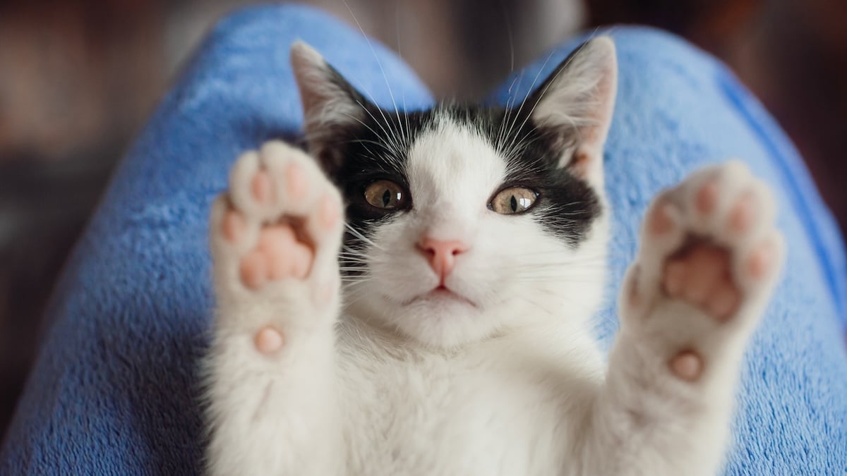 Cat laying on lap with paws in the air