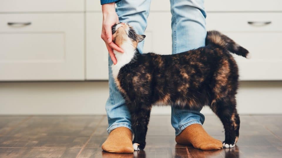 Happy cat leans into person for pets