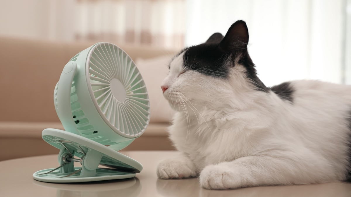 Cat sitting by fan on hot summer day