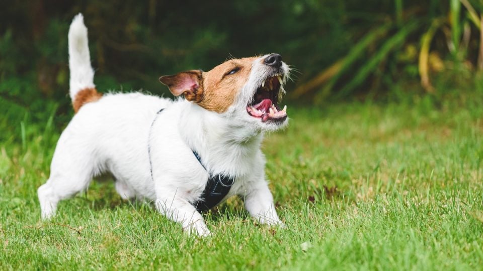 Dog barking on lawn