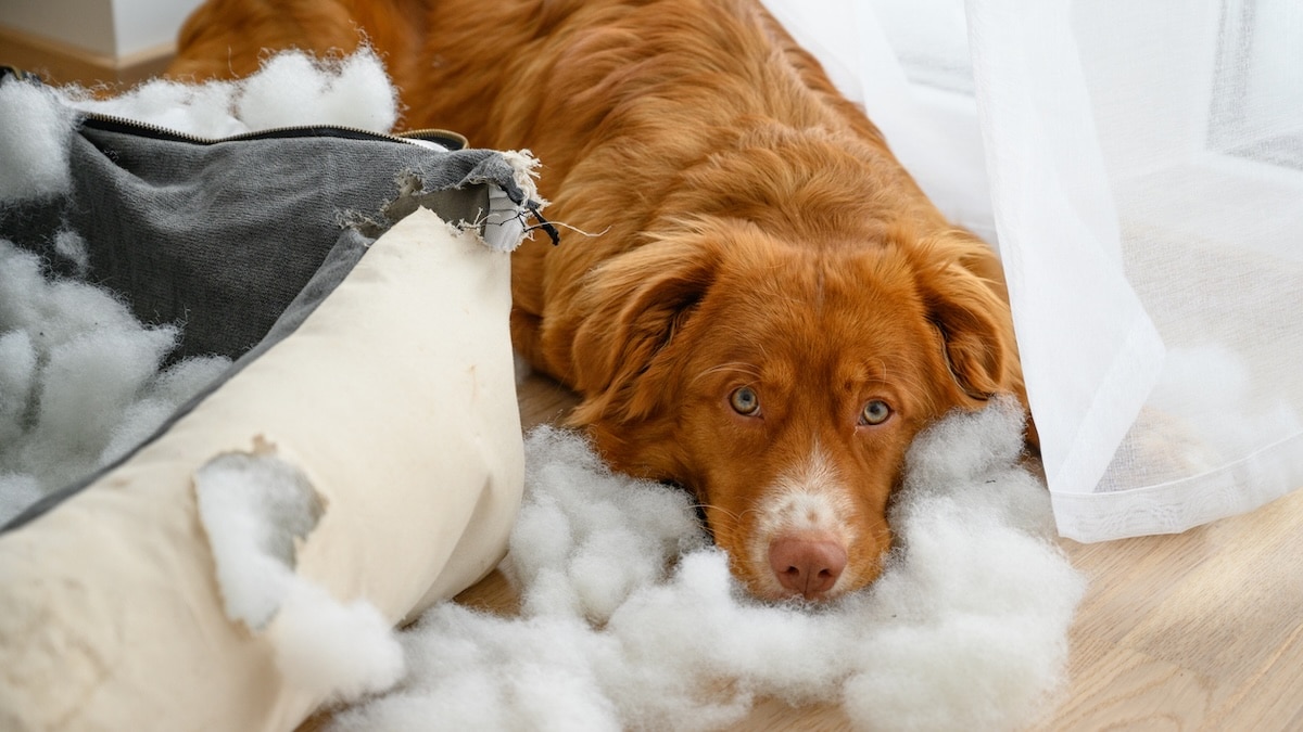 Dog sitting amid shredded dog bed